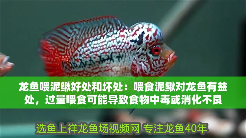 龍魚喂泥鰍好處和壞處：喂食泥鰍對龍魚有益處，過量喂食可能導致食物中毒或消化不良