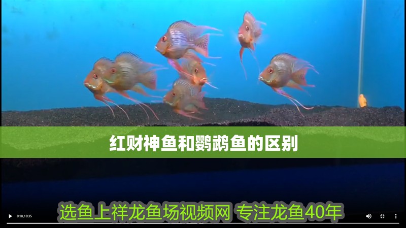 紅財神魚和鸚鵡魚的區別