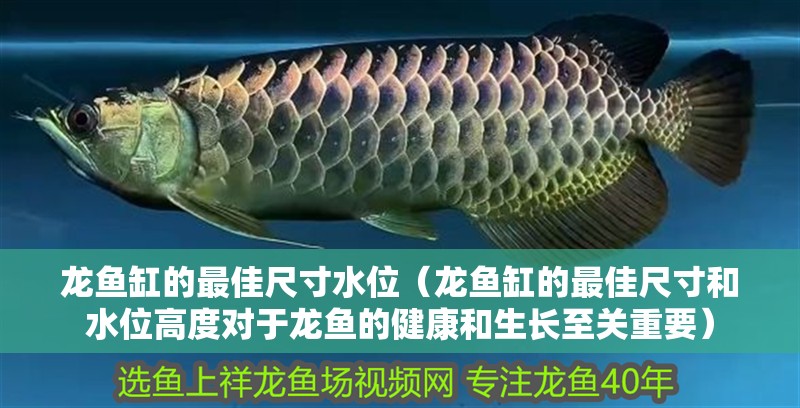 龍魚缸的最佳尺寸水位（龍魚缸的最佳尺寸和水位高度對于龍魚的健康和生長至關重要）