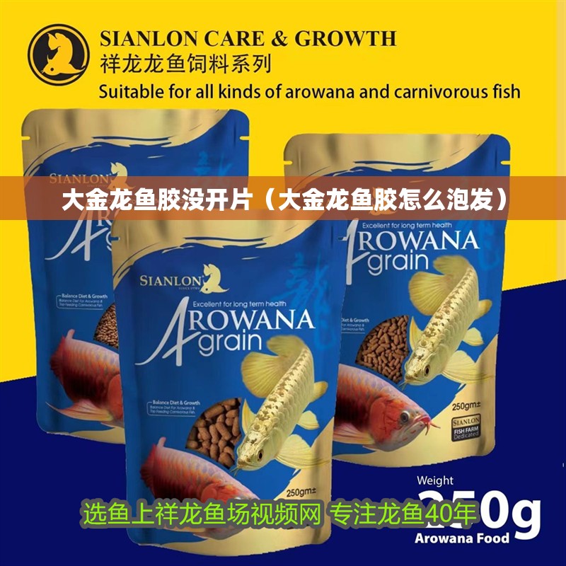 大金龍魚膠沒開片（大金龍魚膠怎么泡發）