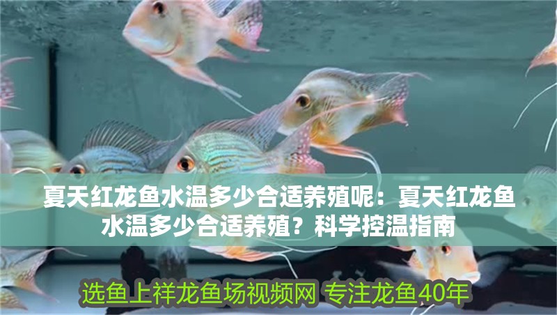 夏天紅龍魚水溫多少合適養殖呢：夏天紅龍魚水溫多少合適養殖？科學控溫指南