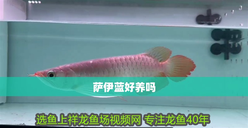 薩伊藍好養嗎