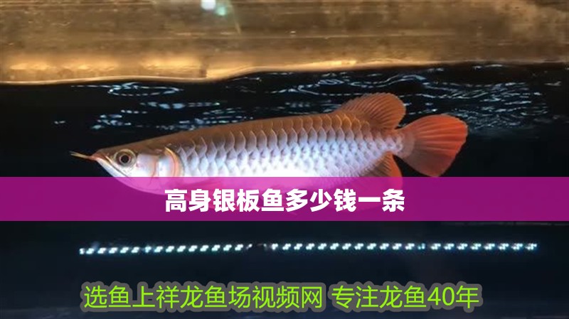 高身銀板魚多少錢一條 高身銀板魚多少錢一條 龍魚論壇