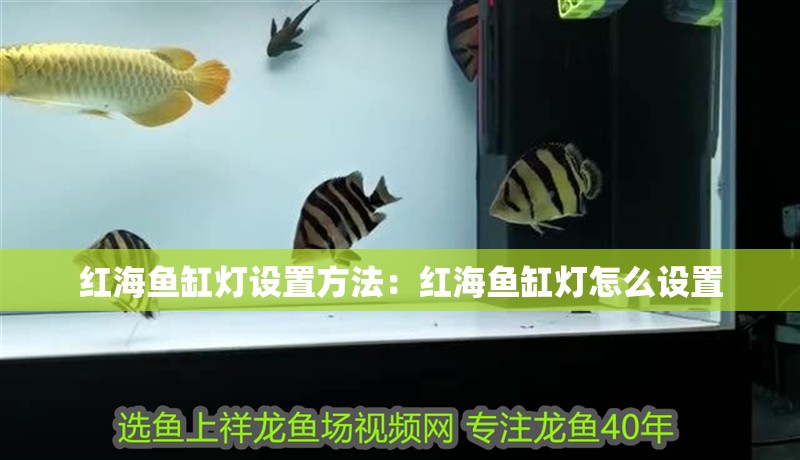 紅海魚(yú)缸燈設(shè)置方法：紅海魚(yú)缸燈怎么設(shè)置 紅海魚(yú)缸燈設(shè)置方法：紅海魚(yú)缸燈怎么設(shè)置 魚(yú)缸百科