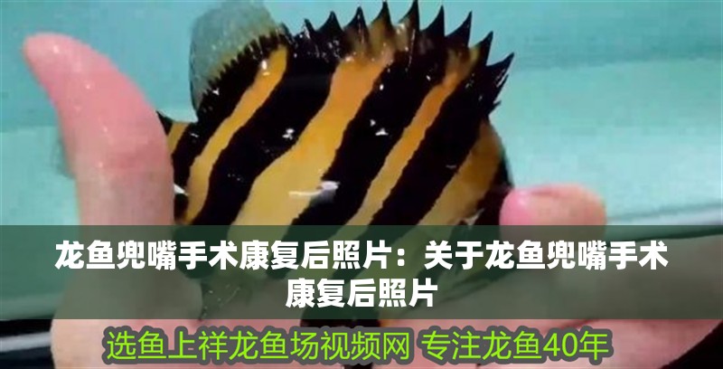 龍魚兜嘴手術康復后照片：關于龍魚兜嘴手術康復后照片