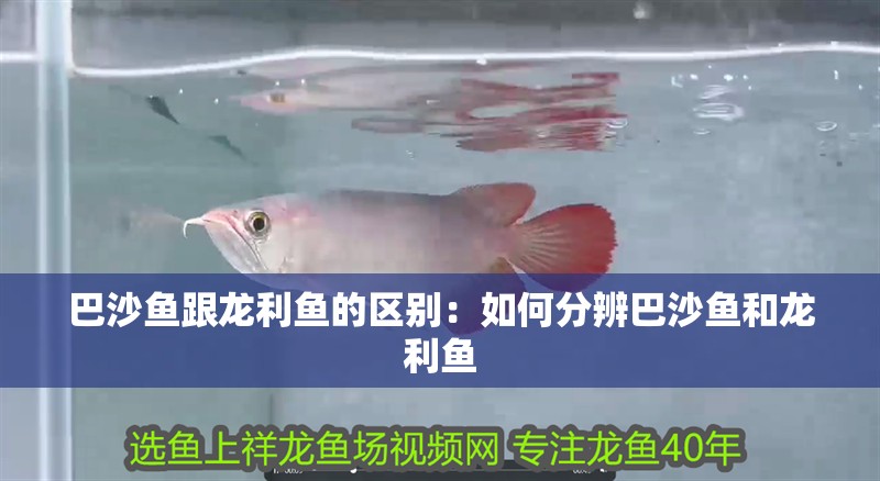 巴沙魚跟龍利魚的區別：如何分辨巴沙魚和龍利魚