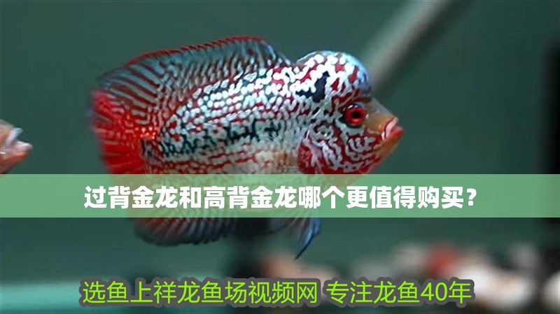 過背金龍和高背金龍哪個更值得購買？