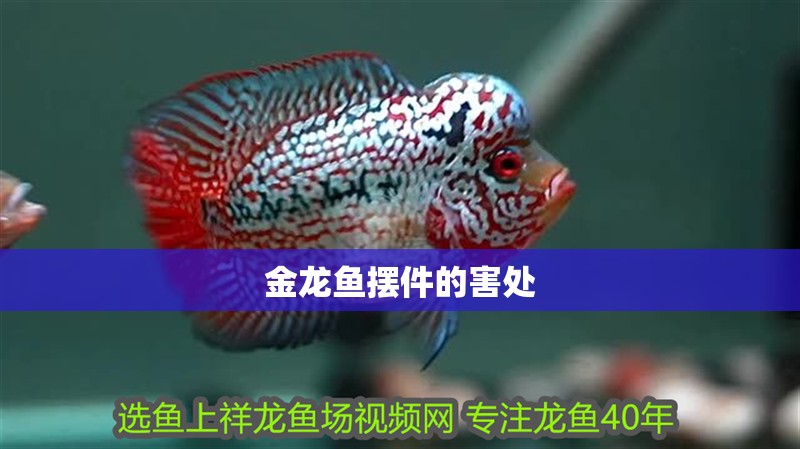 金龍魚擺件的害處