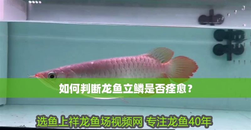 如何判斷龍魚立鱗是否痊愈？ 如何判斷龍魚立鱗是否痊愈？ 龍魚論壇