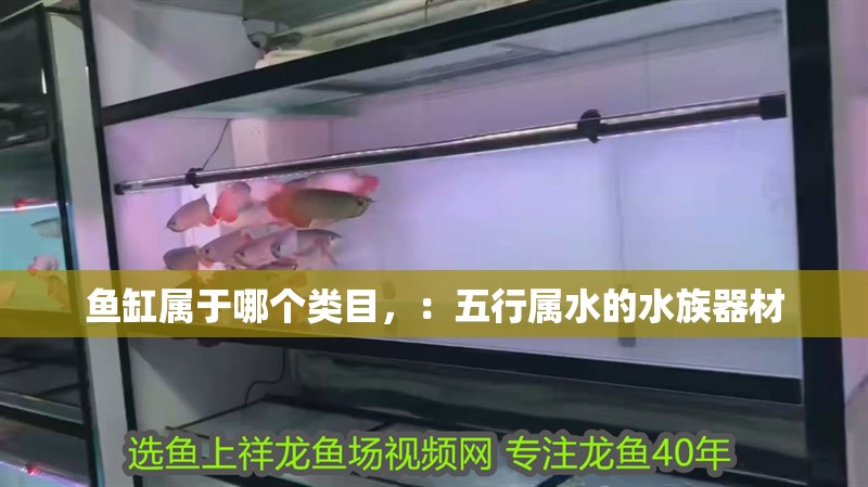 魚缸屬于哪個類目，：五行屬水的<strong><mark>水族器材</mark></strong>
