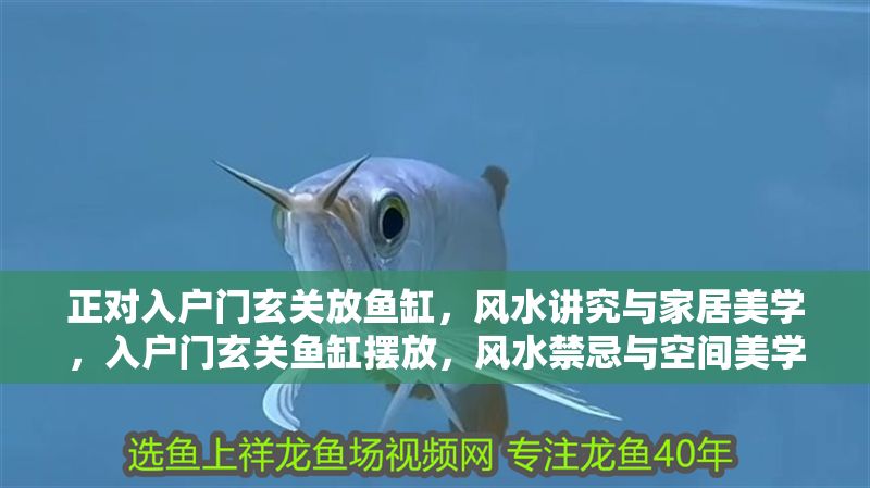 正對入戶門玄關放魚缸，風水講究與家居美學，入戶門玄關魚缸擺放，風水禁忌與空間美學的完美平衡