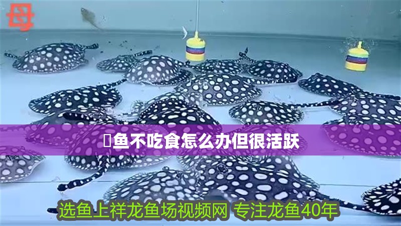 魟魚不吃食怎么辦但很活躍