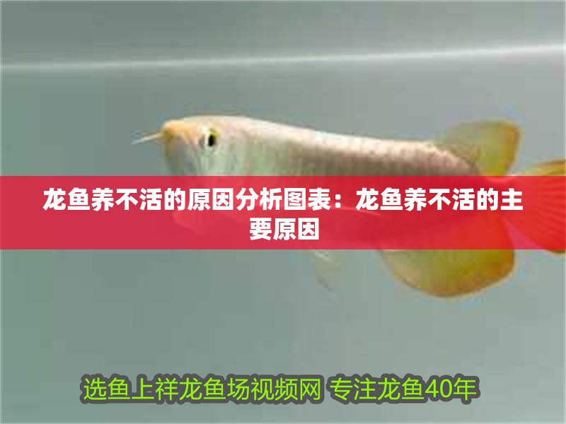 龍魚養不活的原因分析圖表：龍魚養不活的主要原因