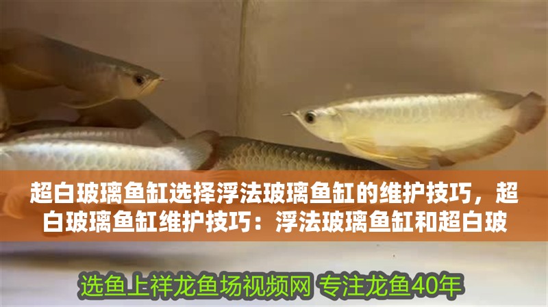 超白玻璃魚缸選擇浮法玻璃魚缸的維護(hù)技巧，超白玻璃魚缸維護(hù)技巧：浮法玻璃魚缸和超白玻璃魚缸的區(qū)別