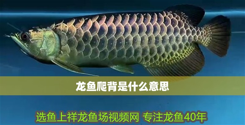 龍魚爬背是什么意思