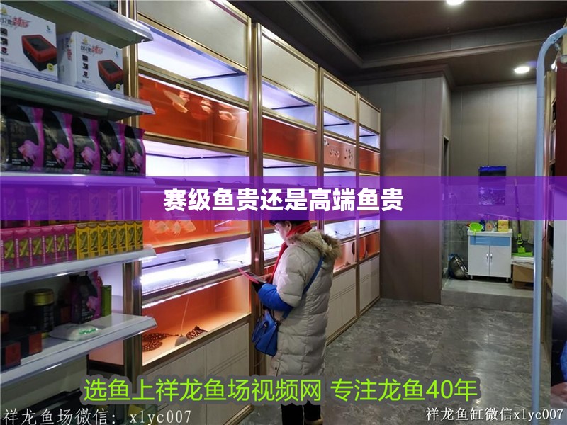 賽級魚貴還是高端魚貴 賽級魚貴還是高端魚貴 龍魚論壇