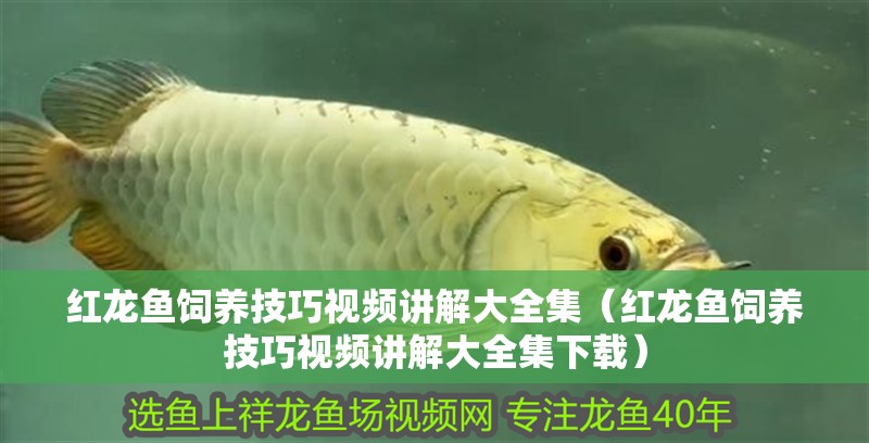 紅龍魚飼養技巧視頻講解大全集（紅龍魚飼養技巧視頻講解大全集下載）