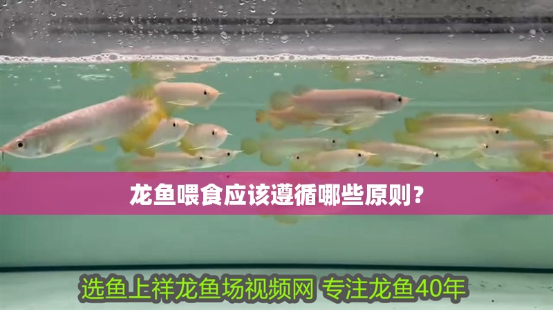 龍魚喂食應該遵循哪些原則？ 龍魚喂食應該遵循哪些原則？ 龍魚論壇