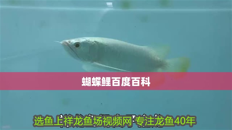 蝴蝶鯉百度百科