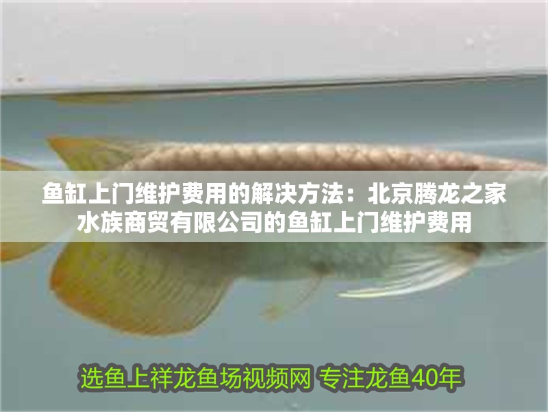 魚缸上門維護費用的解決方法：<strong><mark>北京</mark></strong>騰龍之家水族商貿(mào)有限公司的魚缸上門維護費用