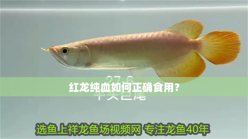 紅龍純血如何正確食用？