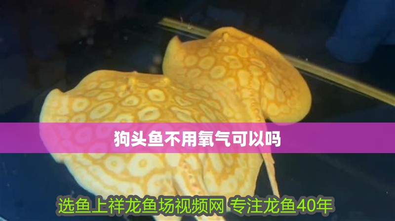 狗頭魚不用氧氣可以嗎 狗頭魚不用氧氣可以嗎 龍魚論壇