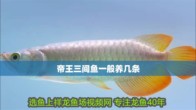 帝王三間魚一般養幾條