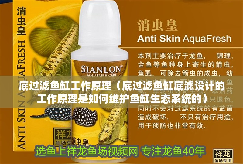 底過濾魚缸工作原理（底過濾魚缸底濾設計的工作原理是如何維護魚缸生態系統的） 底過濾魚缸工作原理（底過濾魚缸底濾設計的工作原理是如何維護魚缸生態系統的） 魚缸百科