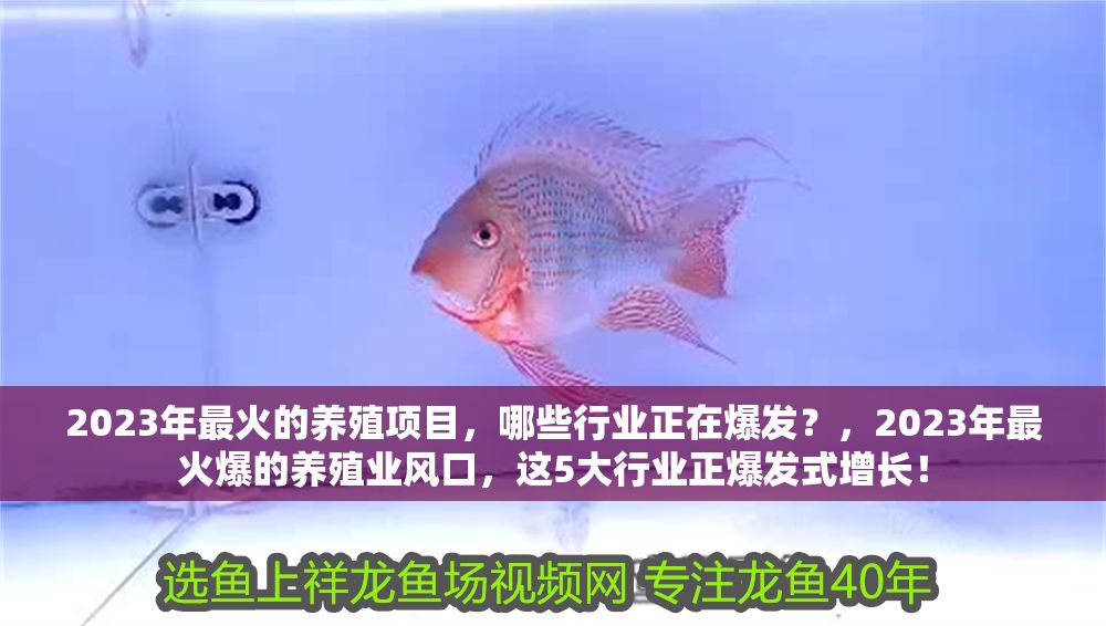 2023年最火的養殖項目，哪些行業正在爆發？，2023年最火爆的養殖業風口，這5大行業正爆發式增長！