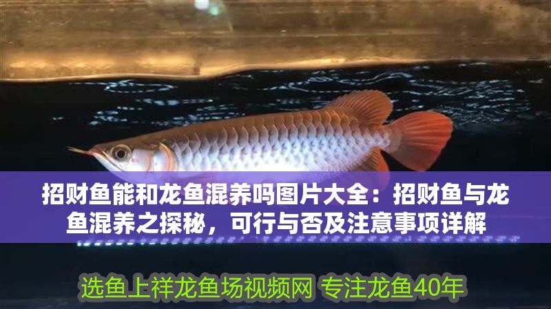 招財(cái)魚能和龍魚混養(yǎng)嗎圖片大全：招財(cái)魚與龍魚混養(yǎng)之探秘，可行與否及注意事項(xiàng)詳解