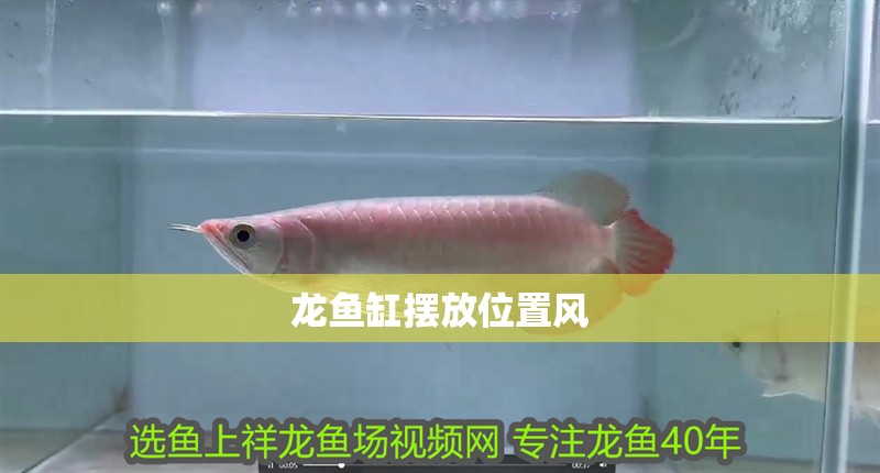 龍魚缸擺放位置風