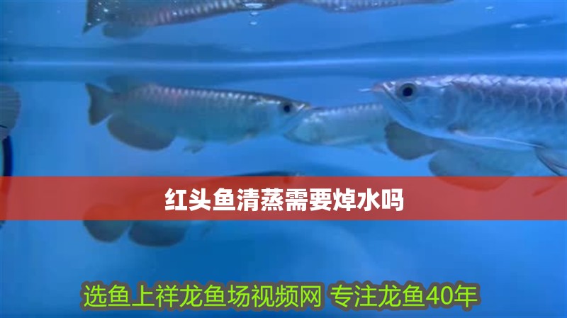 紅頭魚清蒸需要焯水嗎