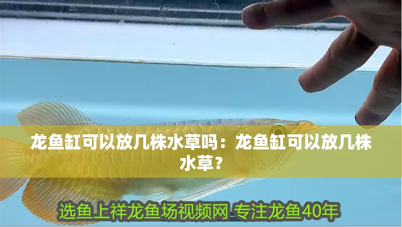 龍魚缸可以放幾株水草嗎：龍魚缸可以放幾株水草？
