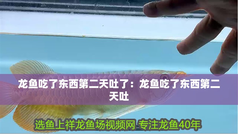 龍魚吃了東西第二天吐了：龍魚吃了東西第二天吐 龍魚吃了東西第二天吐了：龍魚吃了東西第二天吐 龍魚百科