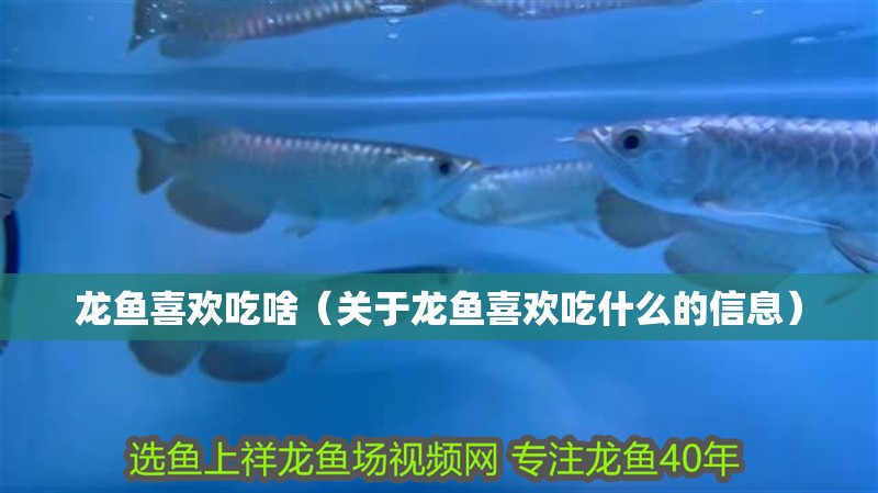 魚缸過濾器選購指南:自制魚缸過濾器魚缸上置過濾器對于養魚愛好者的必備知識 龍魚喜歡吃啥(關于龍魚喜歡吃什么的信息) 龍魚百科 龍魚喜歡吃啥(關于龍魚喜歡吃什么的信息) 龍魚喜歡吃啥(關于龍魚喜歡吃什么的信息) 龍魚百科
