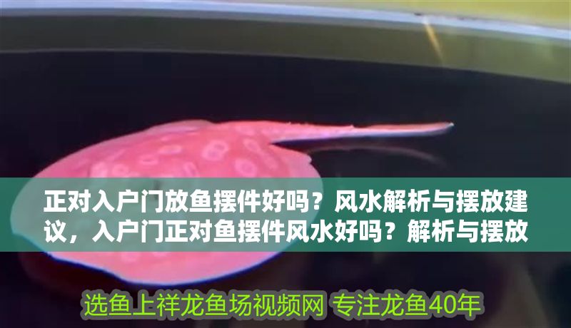 正對入戶門放魚擺件好嗎？風(fēng)水解析與擺放建議，入戶門正對魚擺件風(fēng)水好嗎？解析與擺放禁忌 正對入戶門放魚擺件好嗎？風(fēng)水解析與擺放建議，入戶門正對魚擺件風(fēng)水好嗎？解析與擺放禁忌 龍魚百科 第1張