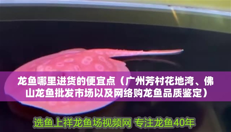 龍魚哪里進貨的便宜點（廣州芳村花地灣、佛山龍魚批發市場以及網絡購龍魚品質鑒定）