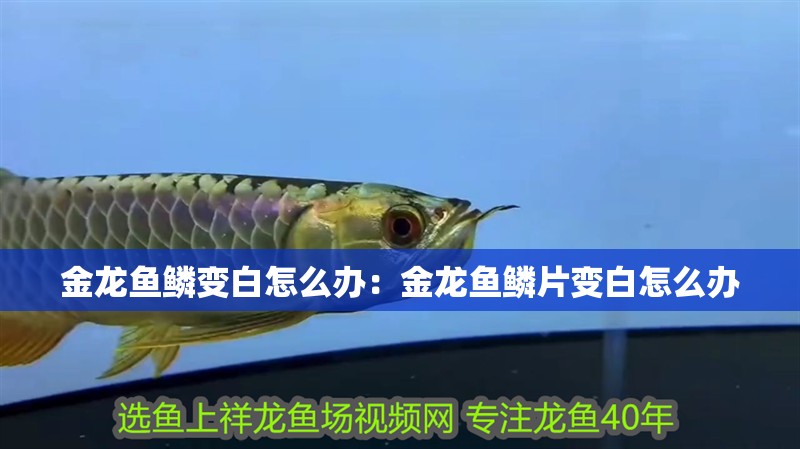 金龍魚鱗變白怎么辦：金龍魚鱗片變白怎么辦