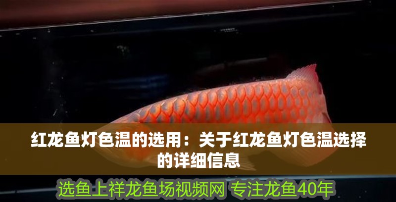 紅龍魚燈色溫的選用：關(guān)于紅龍魚燈色溫選擇的詳細(xì)信息