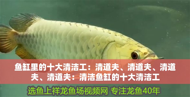 魚缸里的十大清潔工：清道夫、清道夫、清道夫、清道夫：清潔魚缸的十大清潔工 魚缸里的十大清潔工：清道夫、清道夫、清道夫、清道夫：清潔魚缸的十大清潔工 魚缸百科