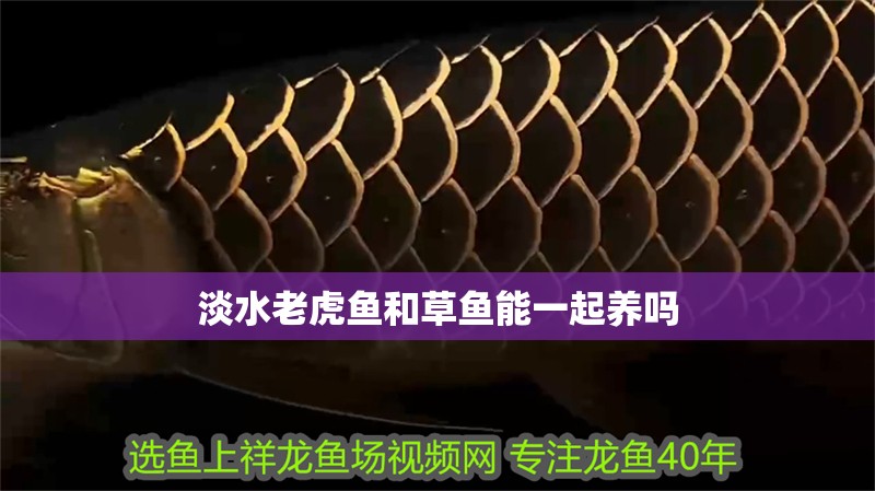 淡水老虎魚和草魚能一起養(yǎng)嗎