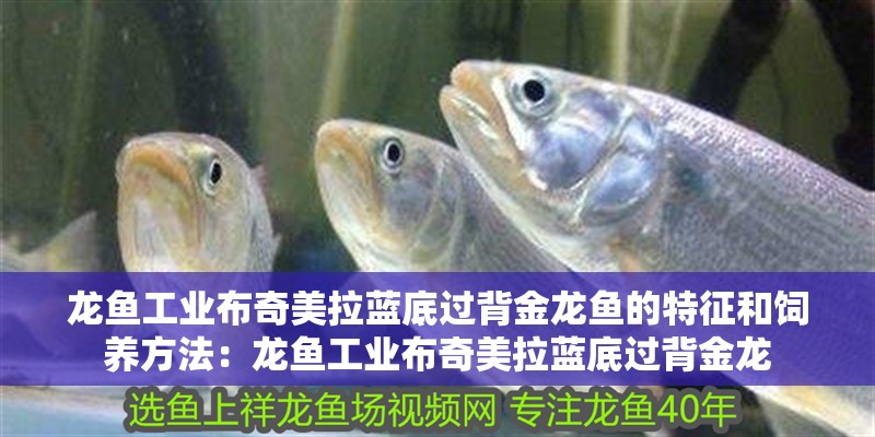 龍魚工業布奇美拉藍底過背金龍魚的特征和飼養方法：龍魚工業布奇美拉藍底過背金龍