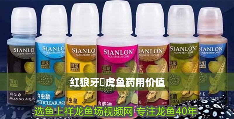 紅狼牙鰕虎魚藥用價(jià)值