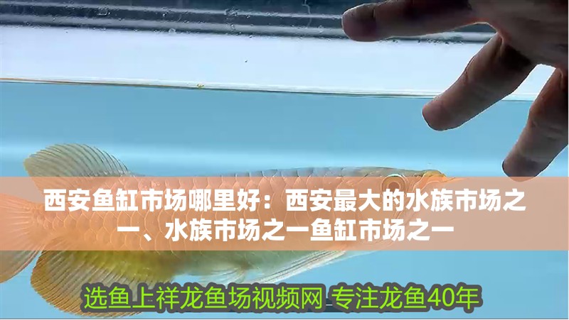 西安魚缸市場哪里好：西安最大的水族市場之一、水族市場之一魚缸市場之一 西安魚缸市場哪里好：西安最大的水族市場之一、水族市場之一魚缸市場之一 魚缸百科