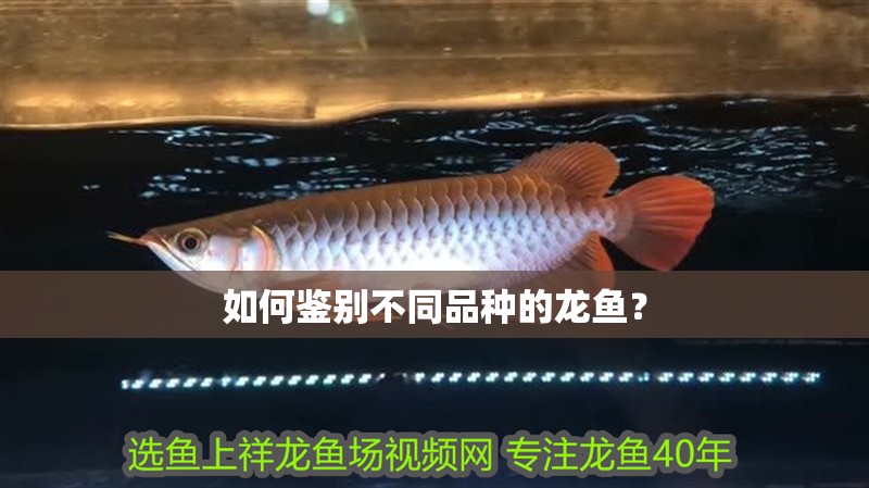 如何鑒別不同品種的龍魚？
