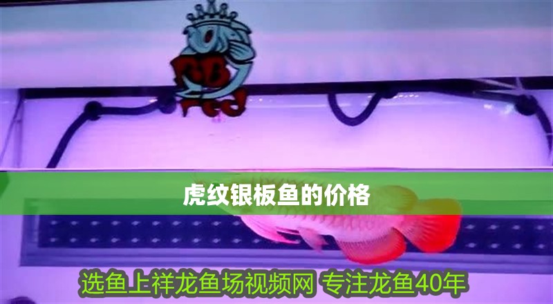 虎紋銀板魚的價格