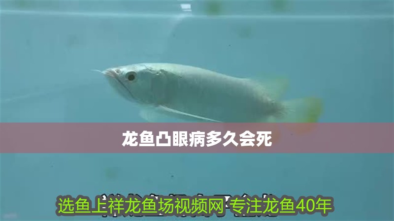 龍魚凸眼病多久會死