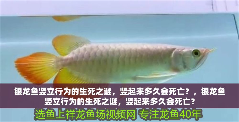銀龍魚豎立行為的生死之謎，豎起來多久會死亡？，銀龍魚豎立行為的生死之謎，豎起來多久會死亡？