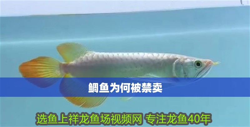 鸚鵡魚和銀龍魚混養怎樣喂食 鯛魚為何被禁賣 龍魚論壇 鯛魚為何被禁賣 鯛魚為何被禁賣 龍魚論壇