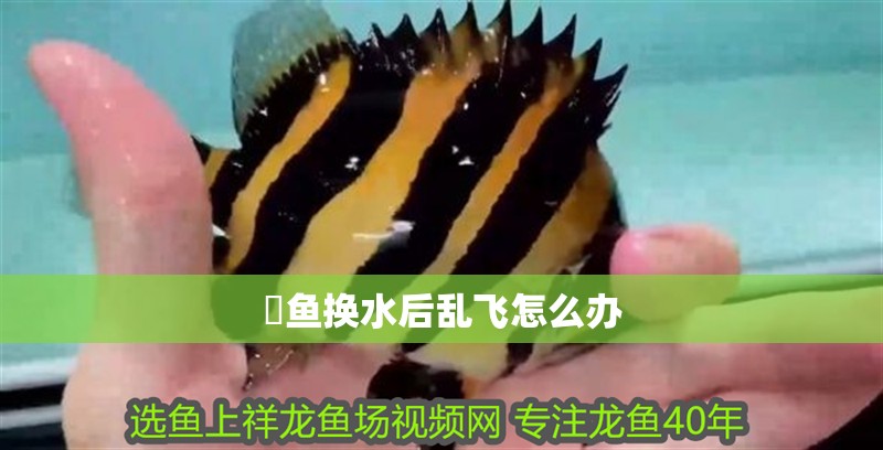 魟魚換水后亂飛怎么辦